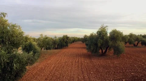 Olive branch at sunlight in an olive tree plantation, Jaen, Spain Stock Footage