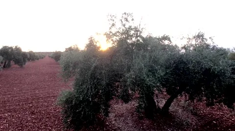 Olive branch at sunlight in an olive tree plantation, Jaen, Spain Stock Footage