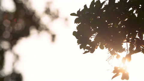 Olive branch with sunrays in Italy 2 Stock Footage 146750744