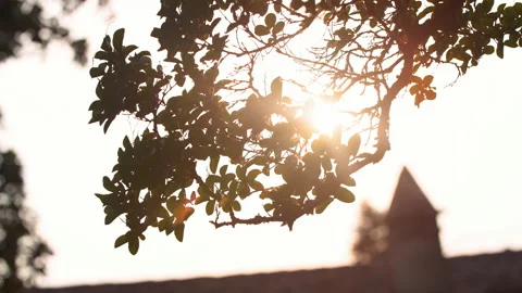 Olive branch with sunrays in Italy 스톡 동영상 146631702