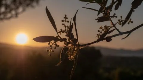 Olive branch in sunset Stock Photos