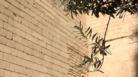 Olive branch sways in the wind Stock Footage 302765131