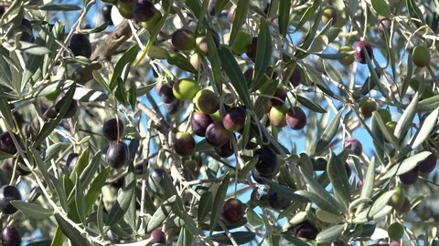 Olive branch tree blowing in the wind Stock Footage 80994076
