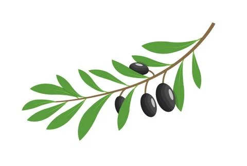 Olive branch tree isolated leaf. Olive food green branch plant illustration Stock Illustration