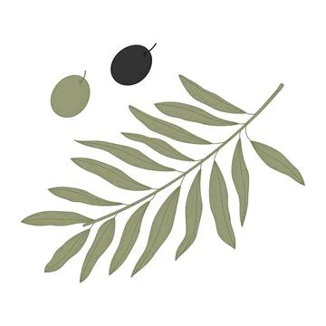 Olive branch with two olives black and green Simple botanical illustration in Stock Illustration