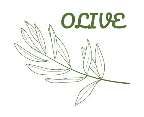 Olive branch vector in doodle, sketch style. Ink, pencil hand drawn olive tre Stock-Illustration