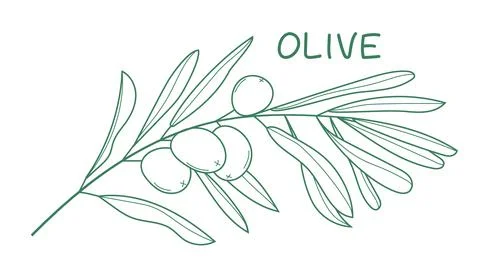 Olive branch vector in doodle, sketch style. Ink, pencil hand drawn olive tre Stock Illustration