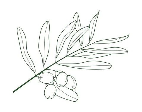 Olive branch vector in doodle, sketch style. Ink, pencil hand drawn olive tre Illustrazione stock