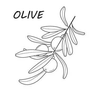 Olive branch vector in doodle, sketch style. Black, minimal single line botan Stock Illustration