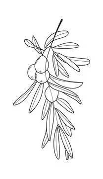 Olive branch vector in doodle, sketch style. Black, minimal single line botan Stock Illustration