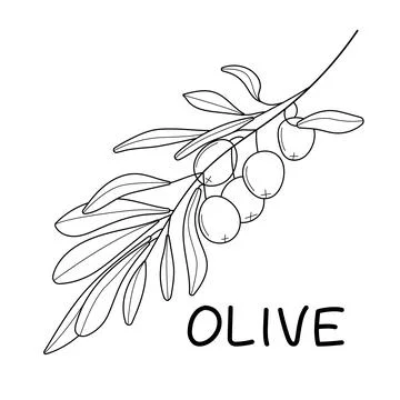 Olive branch vector in doodle, sketch style. Black, minimal single line botan Stock-Illustration