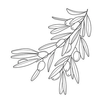 Olive branch vector in doodle, sketch style. Black, minimal single line botan Stock Illustration