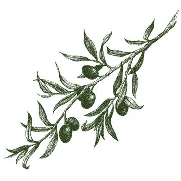 Olive branch vector Stock Illustration