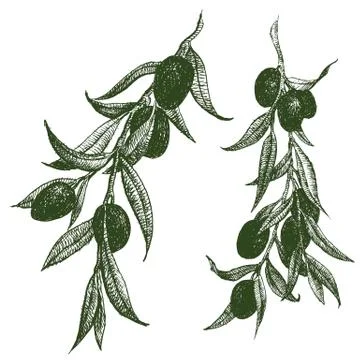 Olive branch vector Stock Illustration
