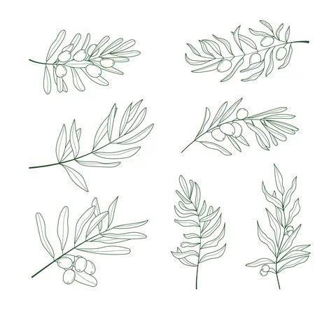 Olive branch vector set in doodle, sketch style. Ink, pencil hand drawn olive Illustrazione stock