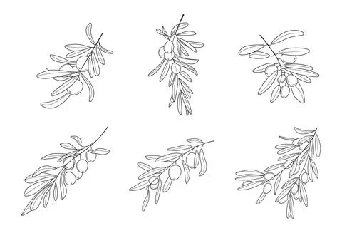 Olive branch vector set in doodle, sketch style. Black, minimal single line b Stock Illustration