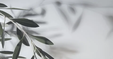 Olive Branch on White Background with Shadows Stock Footage 265107778
