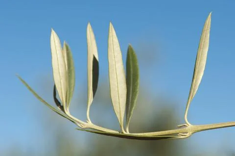 Olive branch without olives Stock Photos