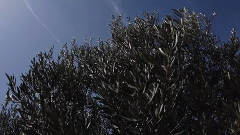 Olive branches and leaves moved by the wind. Stock Footage 124643490