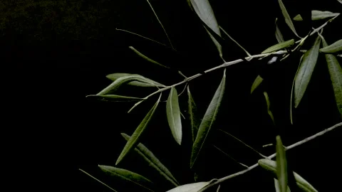 Olive branches on black background with copy space 4k 120fps Stock Footage 334070461
