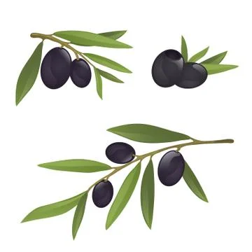 Olive branches with black olives Stock Illustration
