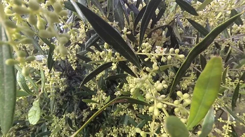 Olive Branches In Bloom About To Leave In Spring, Movement Of Soft Chamber. Stock Footage 108054215