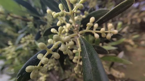 Olive Branches In Bloom About To Leave In Spring, Movement Of Soft Chamber. Stock Footage 108057298