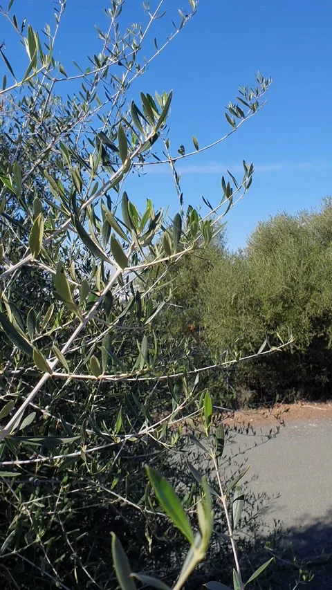 Olive branches blowing in the wind in Dos Hermanas, Seville. Stock Footage 224869572