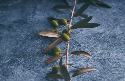 Olive branches in blue stone background Stock Photos