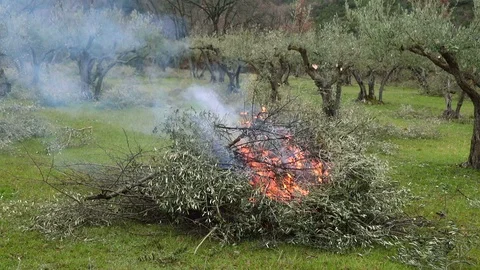 Olive branches that burn Stock Footage 88997039