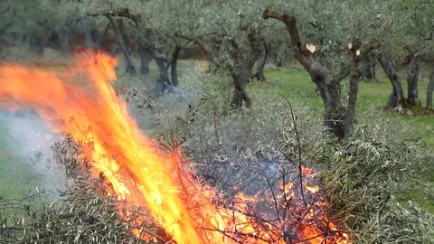 Olive branches that burn Stock Footage 89347254