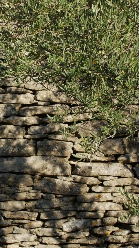 Olive branches casting shadows on dry stone wall texture Stock Footage 326778607
