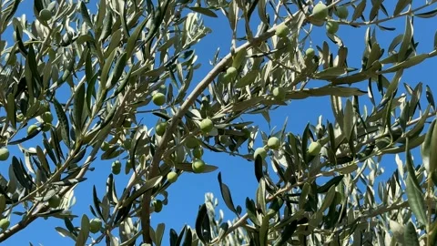Olive Branches Close up Stock Footage 319445845