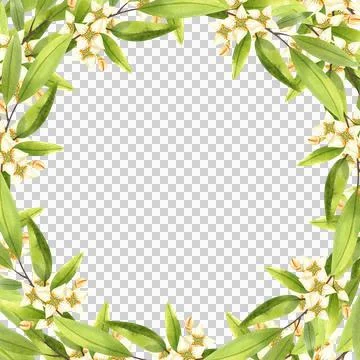 Olive branches with flowers. Round frame made of olive tree branches. Hand drawn 库存插图