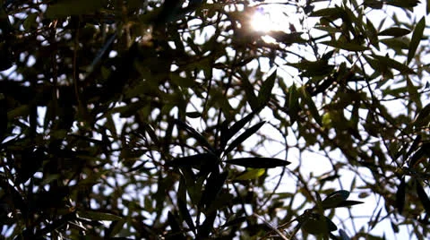 Olive branches Stock Footage 22593349