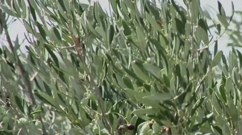 Olive Branches 動画素材 46050636
