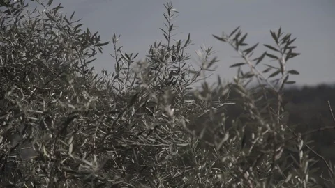 Olive Branches Vídeos de archivo 94118444