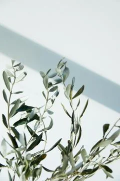 Olive branches in front of white wall with shadow Stock Photos