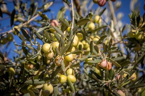 Olive branches full of olives close up Stock Photos