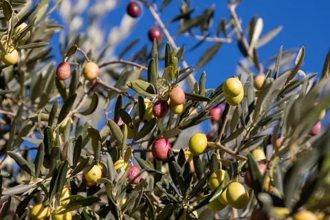 Olive branches full of olives close up Stock Photos
