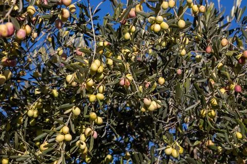Olive branches full of olives close up Stock Photos