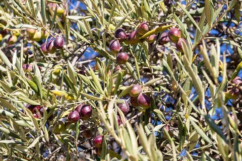 Olive branches full of olives in different stages of maturation from green to bl Stock Photos