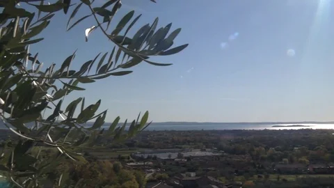 Olive branches with Lake Garda in the background Stock Footage 84177934