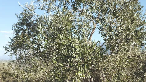 Olive branches moved by the wind Stock Footage 138003850