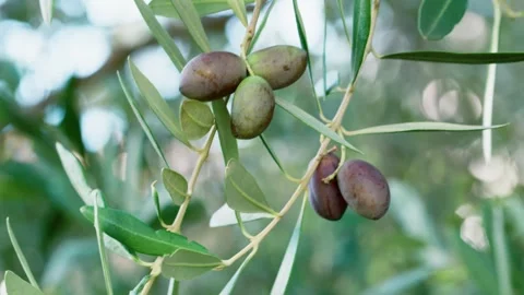Olive Branches Moving In Autumn Wind Stock-Footage 346387741