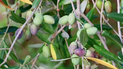 Olive Branches Moving In Autumn Wind Stock-Footage 346387743