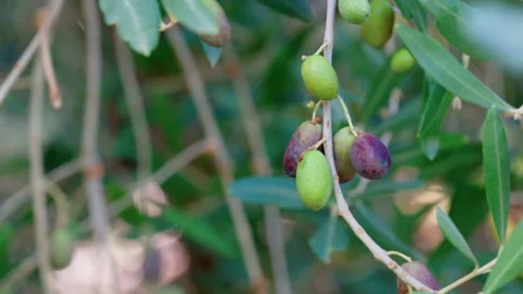 Olive Branches Moving In Autumn Wind Stock-Footage 346387754