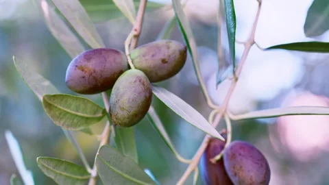 Olive Branches Moving In Autumn Wind Stock-Footage 346387758