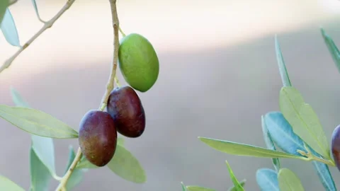 Olive Branches Moving In Autumn Wind Stock-Footage 346387762