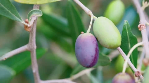 Olive Branches Moving In Autumn Wind Stock-Footage 346387770